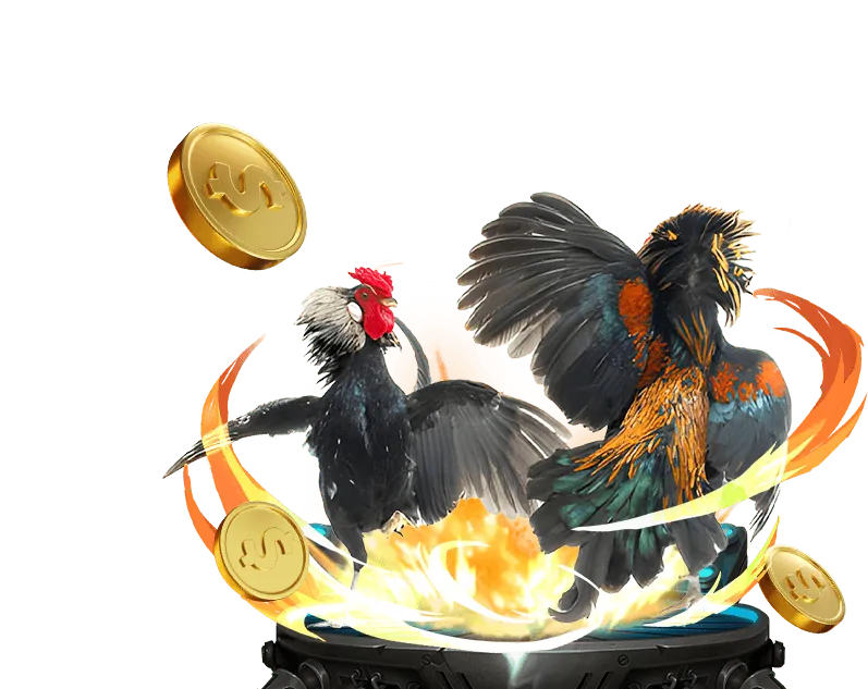 Lịch thi đấu đá gà trực tiếp